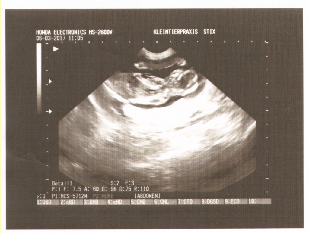 Ultraschall Beispielbild