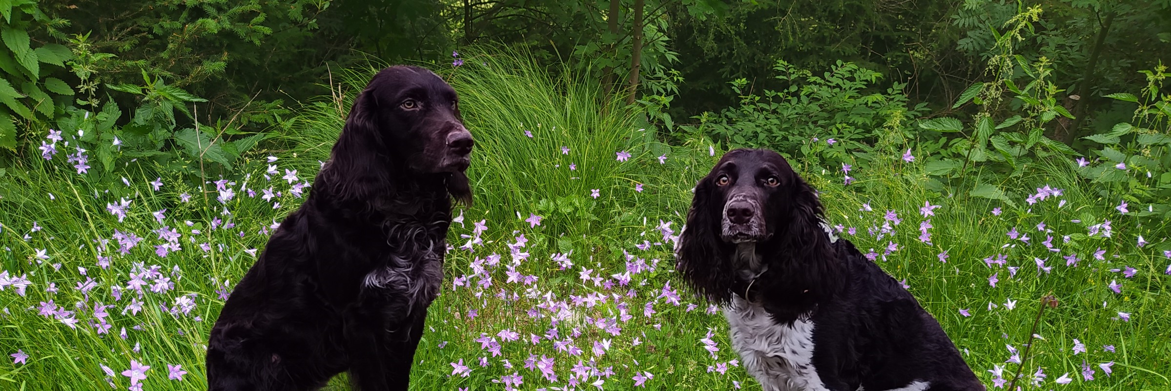 H-Wurf vom Hopfenhof im Goldenen Grund