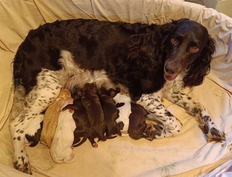 Der H-Wurf ist angekommen