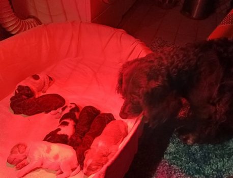 Besuch von der Hunde-Oma