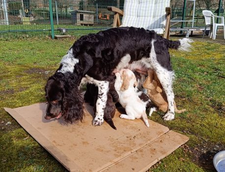 Ein Vormittag im Garten