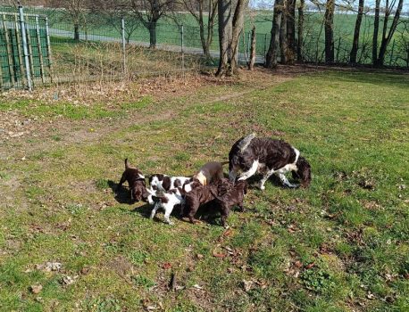 Ausflug auf die grosse Wiese