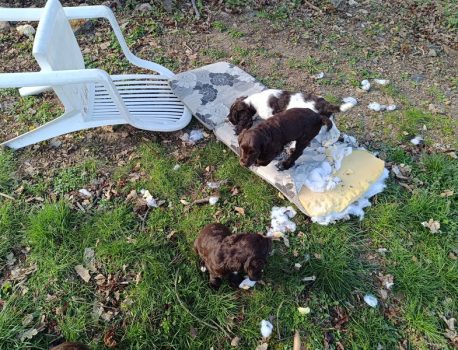 No, no – Bad Dog !